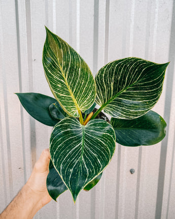 A person holding a 6-inch Philodendron 'Birkin' plant with variegated dark green leaves with creamy-white pinstripes.
