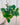 A person holding a 6-inch hanging basket of Philodendron 'Cordatum' with heart-shaped green leaves.