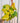 6" Philodendron 'Cordatum Lemon' (Hanging Basket)