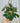 6" Philodendron 'Micans' (Hanging Basket)
