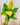 A potted Philodendron 'Moonlight' plant with glossy heart-shaped leaves that are yellow-green in color, held against a metallic background.