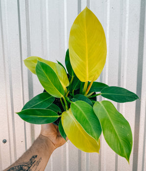 6" Philodendron 'Moonlight'