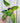 A person holding a 6-inch Philodendron 'Painted Lady' plant with green leaves splashed with vibrant yellow variegation.