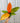 A potted Philodendron 'Prince of Orange' houseplant with deep red stems and new orange leaves that are turning green, held against a metallic background.
