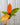 A potted Philodendron 'Prince of Orange' houseplant with deep red stems and new orange leaves that are turning green, held against a metallic background.