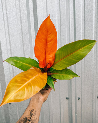 A potted Philodendron 'Prince of Orange' houseplant with deep red stems and new orange leaves that are turning green, held against a metallic background.