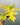A person holding a 6-inch Philodendron 'Warscewiczii Aurea' plant with green and yellow foliage.