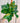 6" Pothos 'Golden Hawaiian' (Hanging Basket)