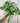 A variegated pothos plant with creamy white and green marbled leaves, held against a metal background.