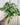 A variegated pothos plant with creamy white and green marbled leaves, held against a metal background.