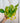 A person holding a 6-inch Pothos 'Neon' plant with vibrant bright green leaves in a hanging basket.
