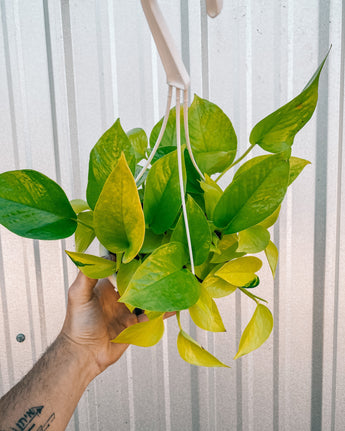 A person holding a 6-inch Pothos 'Neon' plant with vibrant bright green leaves in a hanging basket.