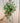 Hanging plant with variegated leaves held by a person against a neutral background