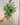 Hanging plant with variegated leaves held by a person against a neutral background