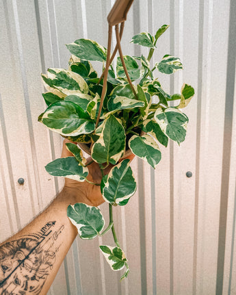 Hanging plant with variegated leaves held by a person against a neutral background