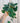 A person holding a 6-inch Scindapsus 'Silvery Ann' plant with heart-shaped leaves heavily splashed with silvery variegation, in a hanging basket.