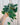 A person holding a 6-inch Scindapsus 'Silvery Ann' plant with heart-shaped leaves heavily splashed with silvery variegation, in a hanging basket.