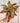 6" Aglaonema 'Creta'