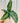 6" Dieffenbachia 'Tiki'