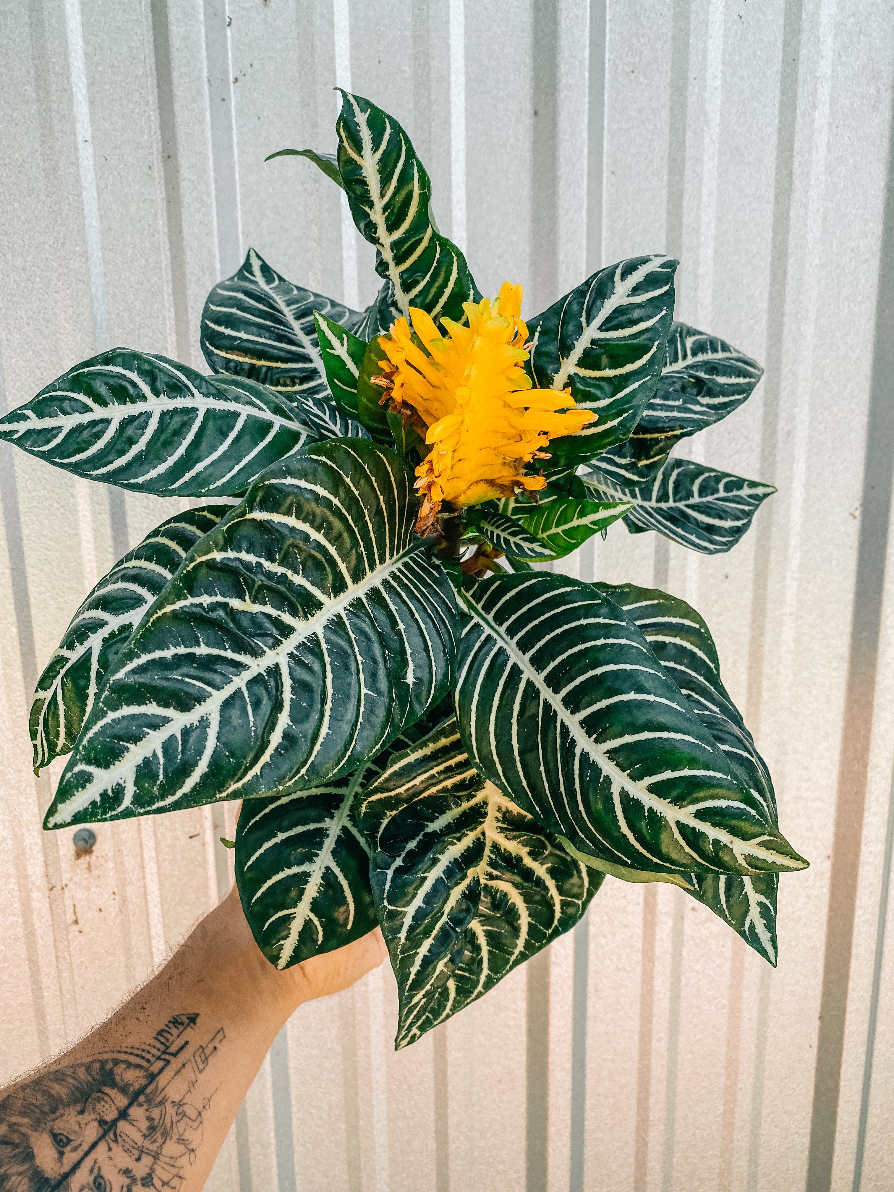 zebra plant air purifier 6" Aphelandra squarrosa ‘Zebra Plant’