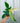 4" Philodendron 'Florida Ghost'