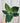 6" Philodendron 'Birkin'