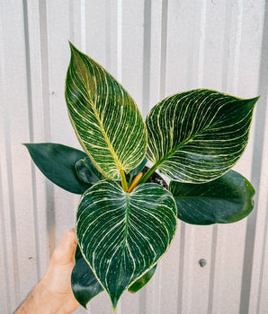 6" Philodendron 'Birkin'