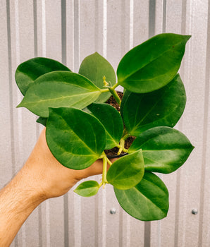 4" Hoya 'Pachyclada'