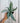 4" Dracaena 'White Jewel' Dragon Tree