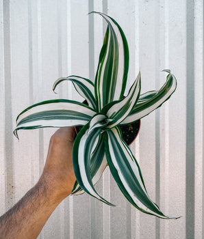 4" Dracaena 'White Jewel' Dragon Tree