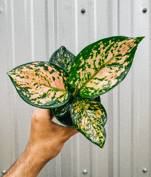 4" Aglaonema 'Katrina'