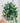 8" Epipremnum 'Cebu Blue' (Hanging Basket)