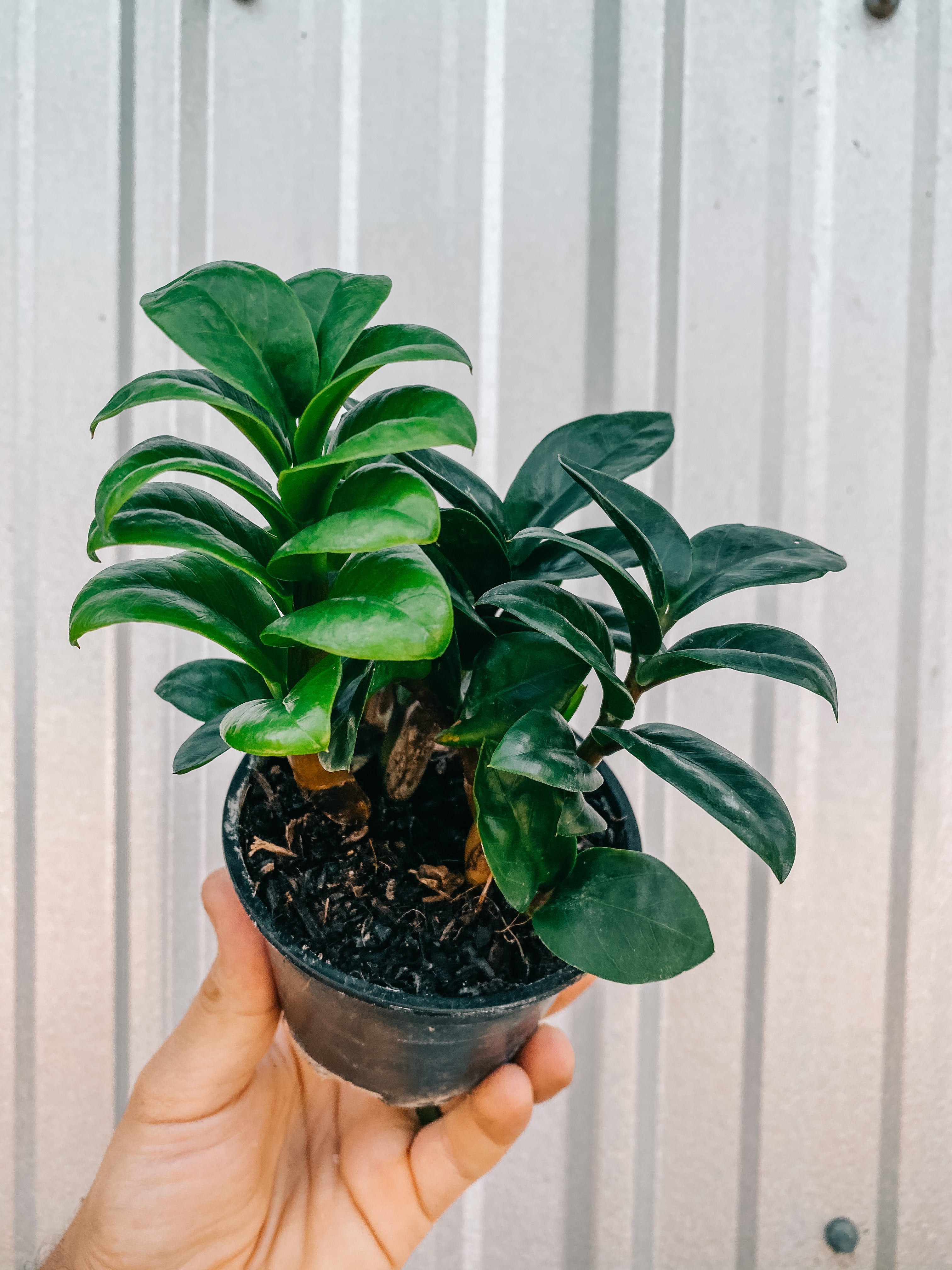 zenzi zz plant 4" Zamioculcas Zamiifolia 'Zenzi'