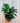 4" Zamioculcas Zamiifolia 'Zenzi'