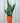 6” Sansevieria 'Laurentii'