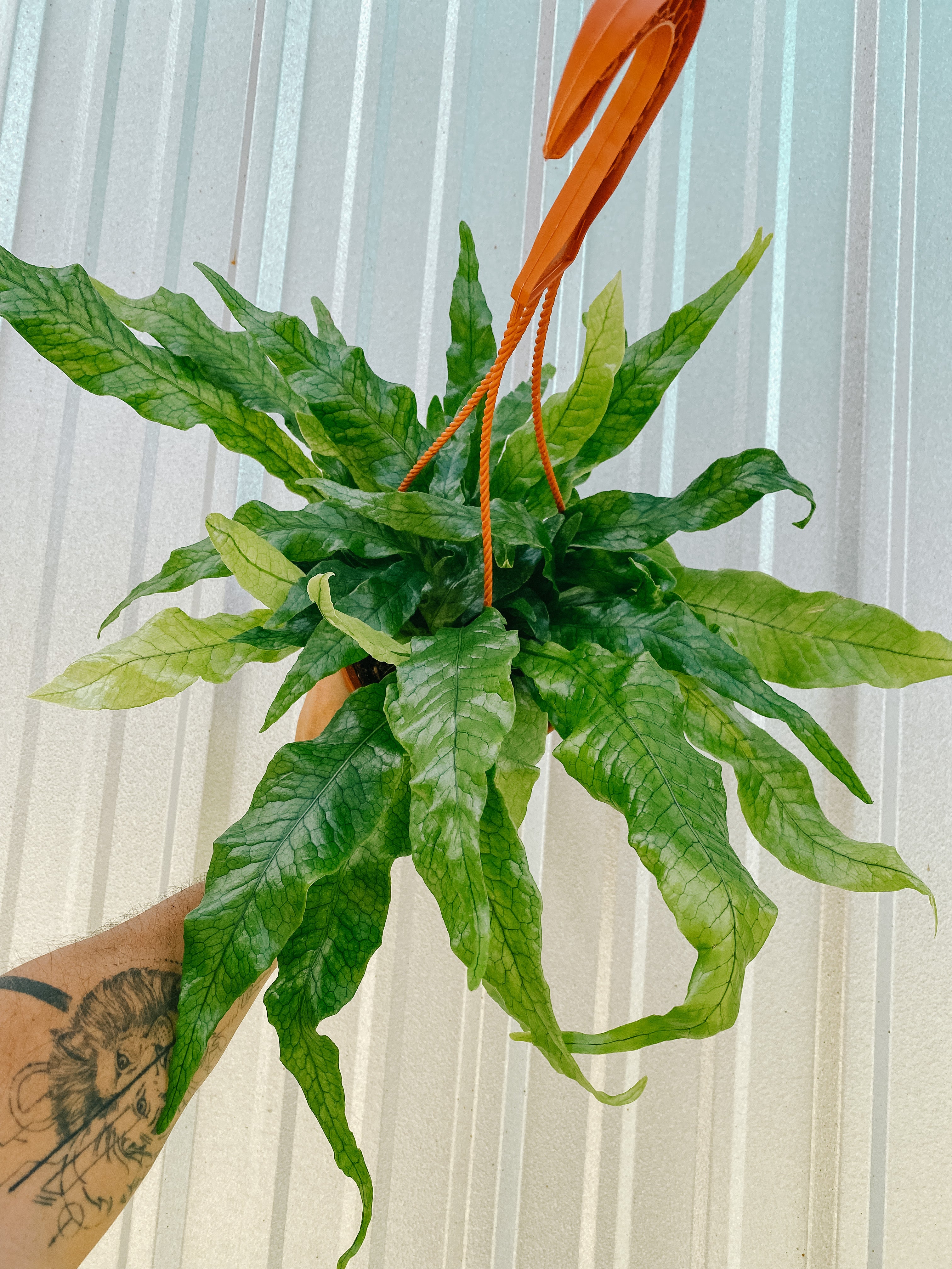 philodendron musifolium 6" Microsorum Musifolium 'Crocodile Fern'