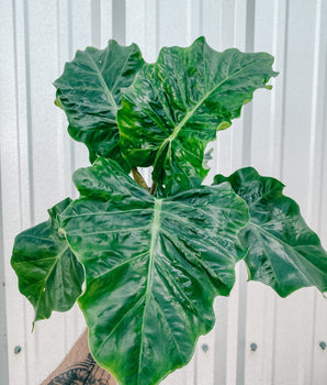 6" Alocasia 'Low Rider'