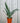 6" Sansevieria 'Siam Silver'