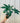 6" Thaumatophyllum Spruceanum (Philodendron Goeldii)