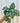 4" Philodendron 'Brandtianum'