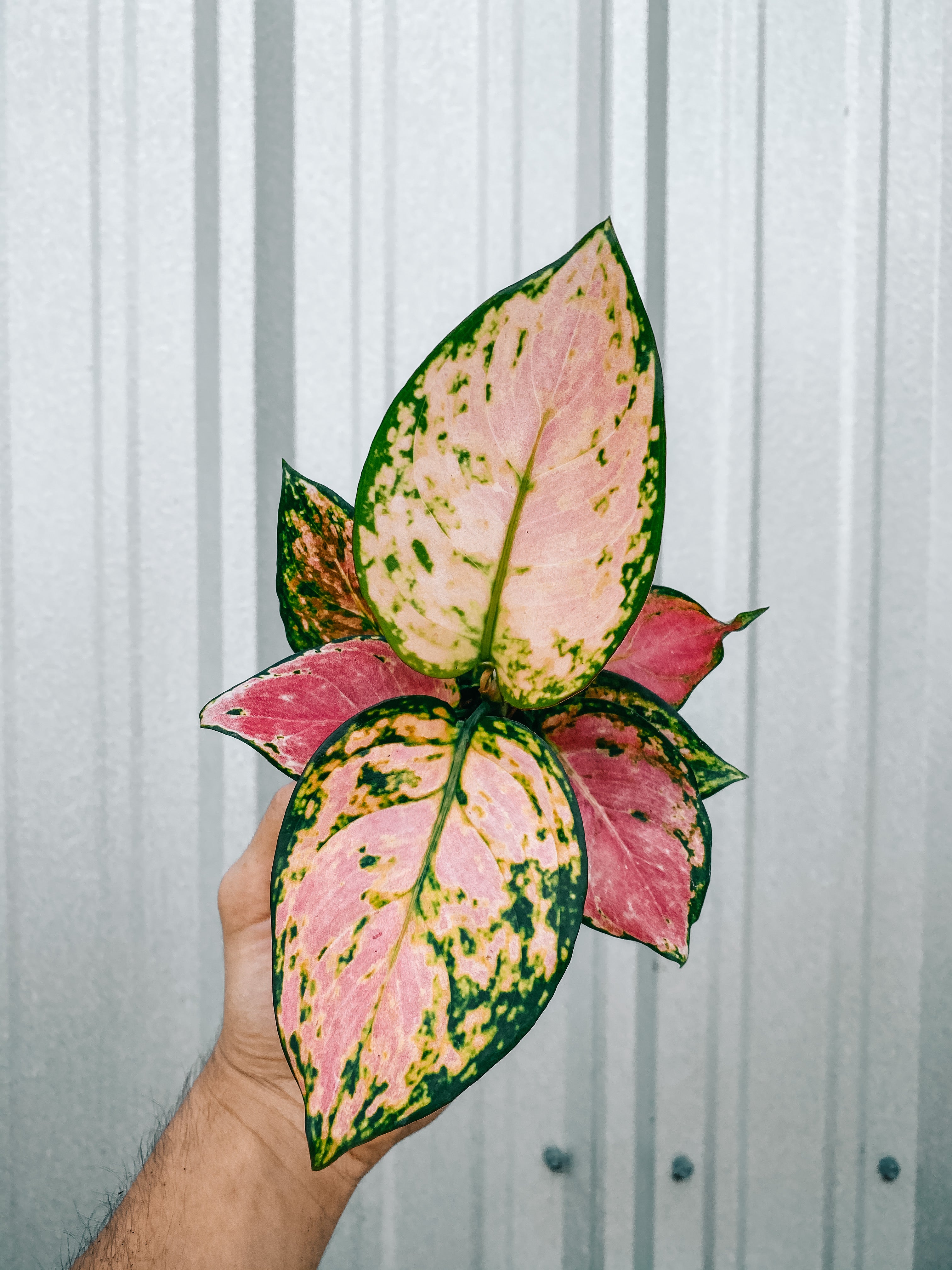 aglaonema pink valentine flower 4" Aglaonema 'Pink Valentine' – BWH Plant Co