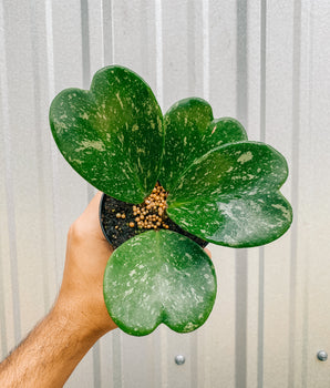 4" Hoya 'Kerrii' Splash