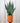 6" Sansevieria 'Zeylanica'