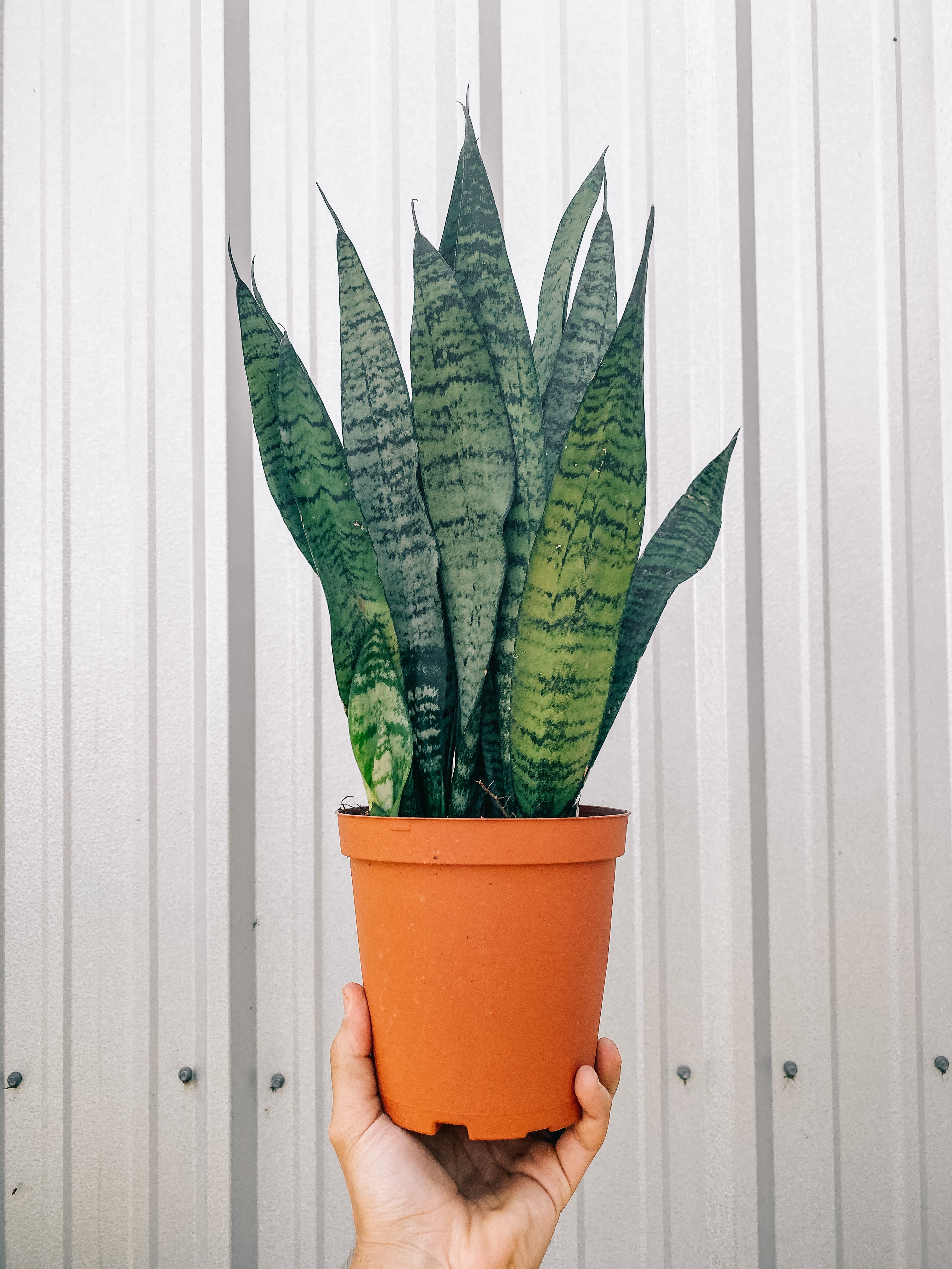 sansevieria trifasciata zeylanica snake plant 6" Sansevieria 'Zeylanica'