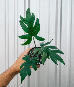 4" Alocasia 'Brancifolia'