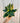 6" Bird's Nest Sansevieria 'Superba'