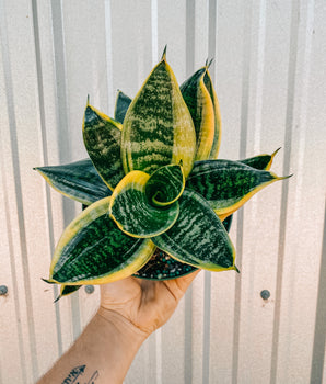 6" Bird's Nest Sansevieria 'Superba'
