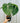 6" Philodendron 'Gloriosum'