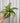 4" Dracaena 'Malaika'
