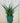 6" Sansevieria 'Fernwood Mikado'